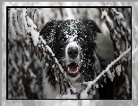 Gałązki, Border collie, Pies, Mordka, Śnieg