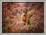 Jesienne, Labrador retriever, Pies, Krzewy, Liście