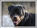 Rottweiler, Język