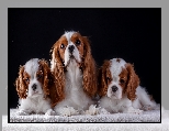 Koc, Szczenięta, Cavalier king charles spaniel, Suczka, Ciemne tło